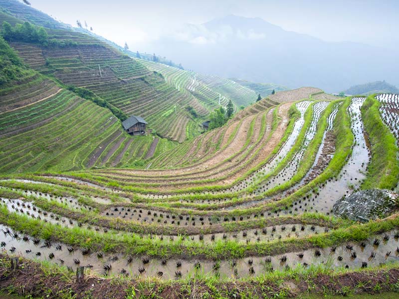 china rice terrace